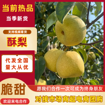 【砀山酥梨】安徽砀山酥梨支持视频和实地看货量大从优