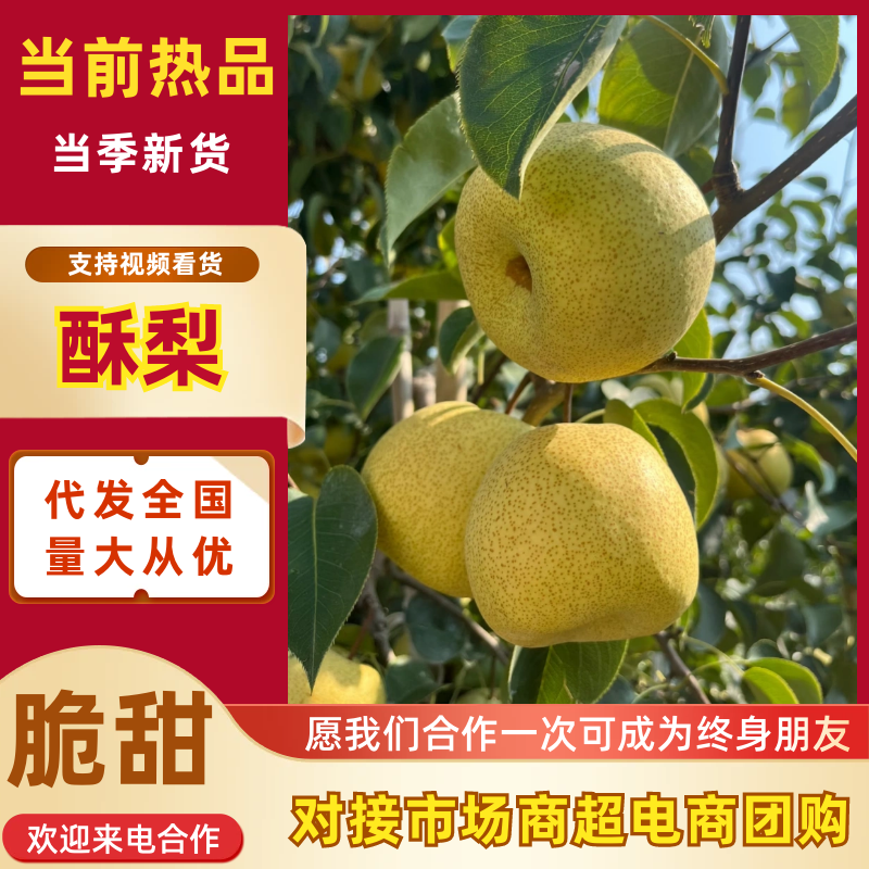 【砀山酥梨】安徽砀山酥梨支持视频和实地看货量大从优