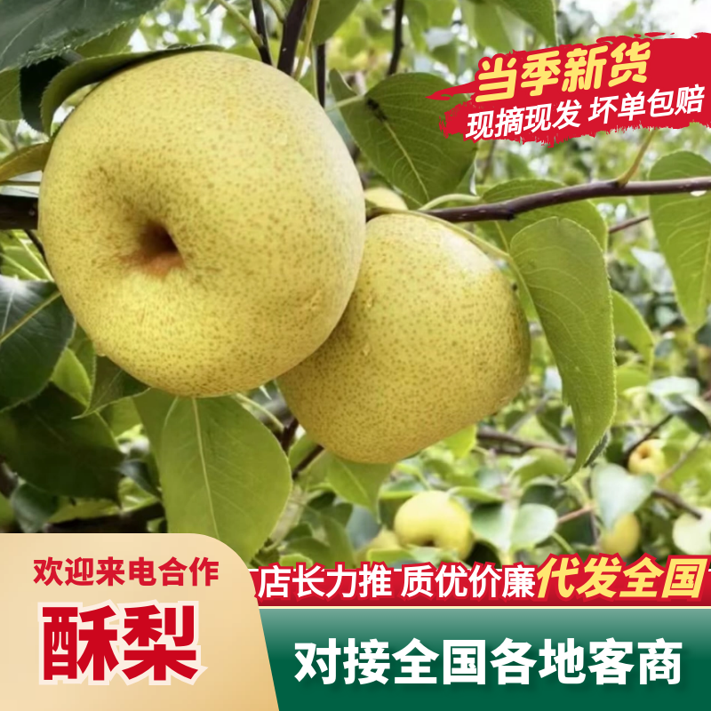 【放心购买】精品砀山酥梨口感酥脆产地直供保质保量