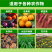 通用型大量元素水溶肥20-20-20复合肥厂家