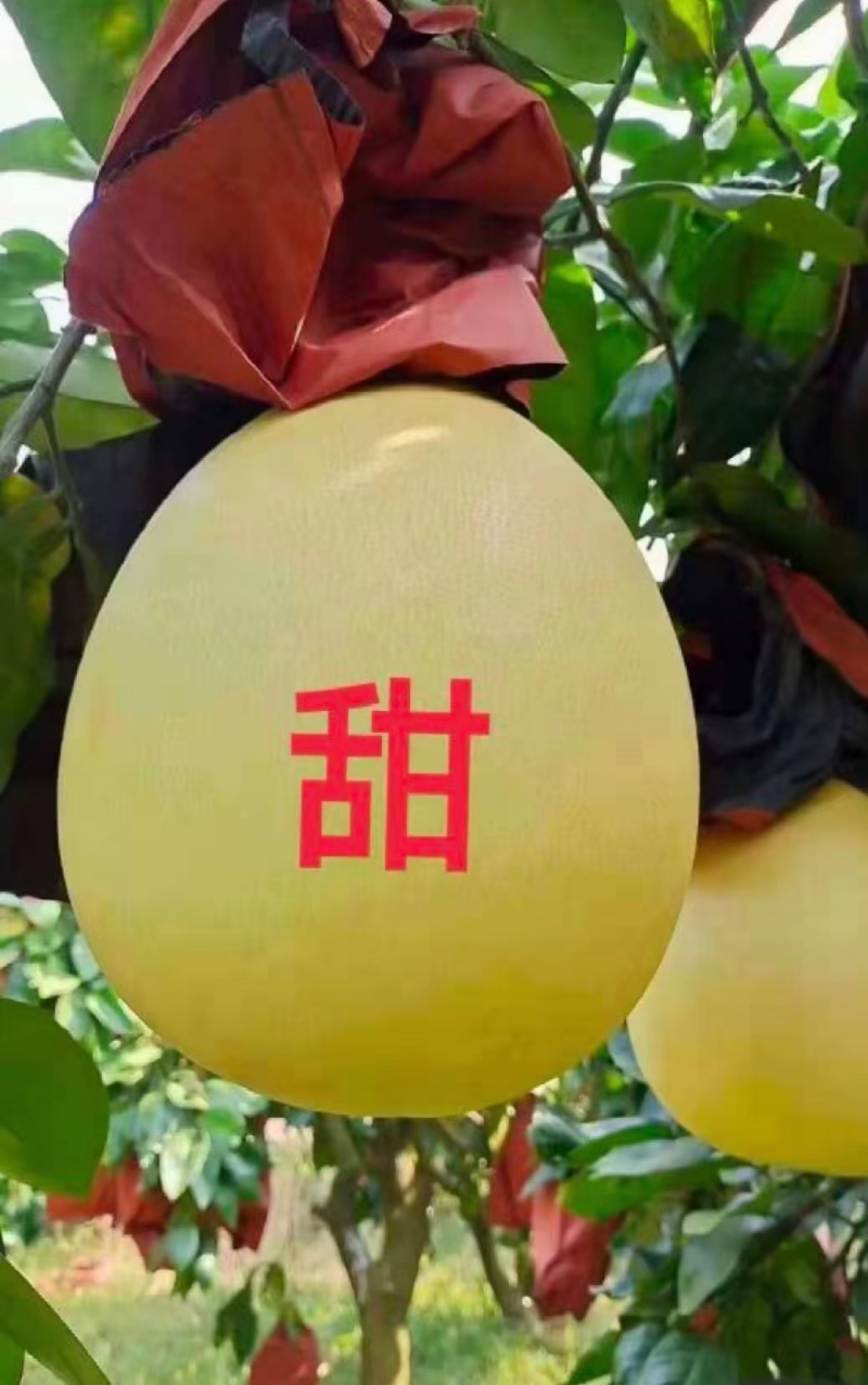 三红柚湖北宜昌柚子产地一手货源新鲜上市对接全国