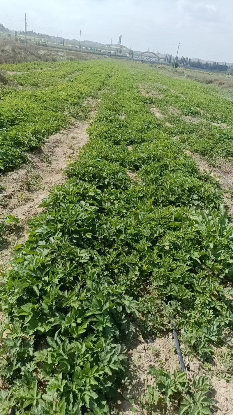 羌活苗一年苗甘肃基地直供质量保证一手货源全国发货