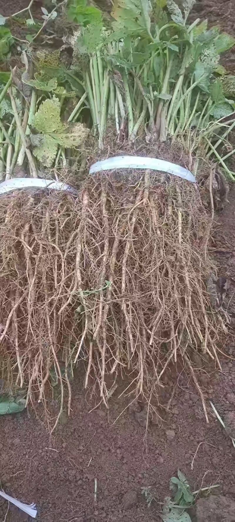 羌活苗一年苗甘肃基地直供质量保证一手货源全国发货