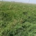 羌活苗一年苗甘肃基地直供质量保证一手货源全国发货