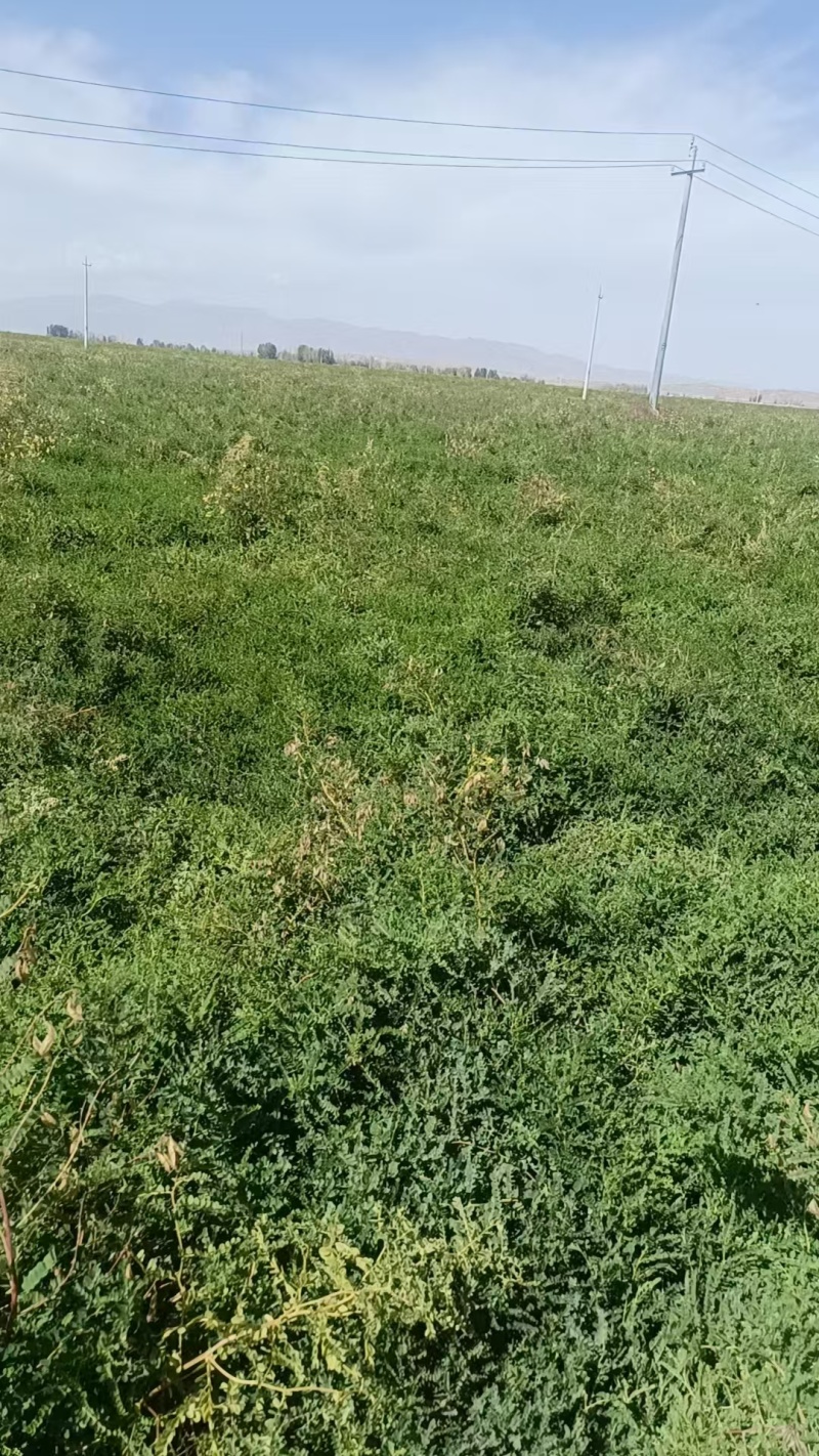 羌活苗一年苗甘肃基地直供质量保证一手货源全国发货