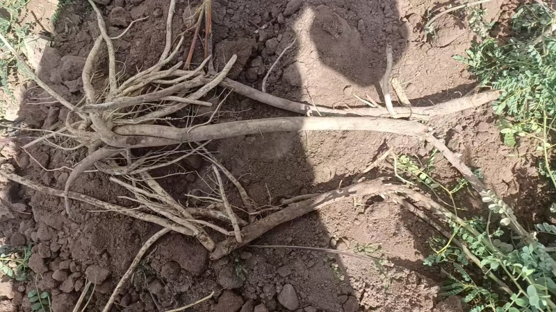 甘肃黄芪鲜货基地直发质量保证货源充足量大优惠欢迎订购