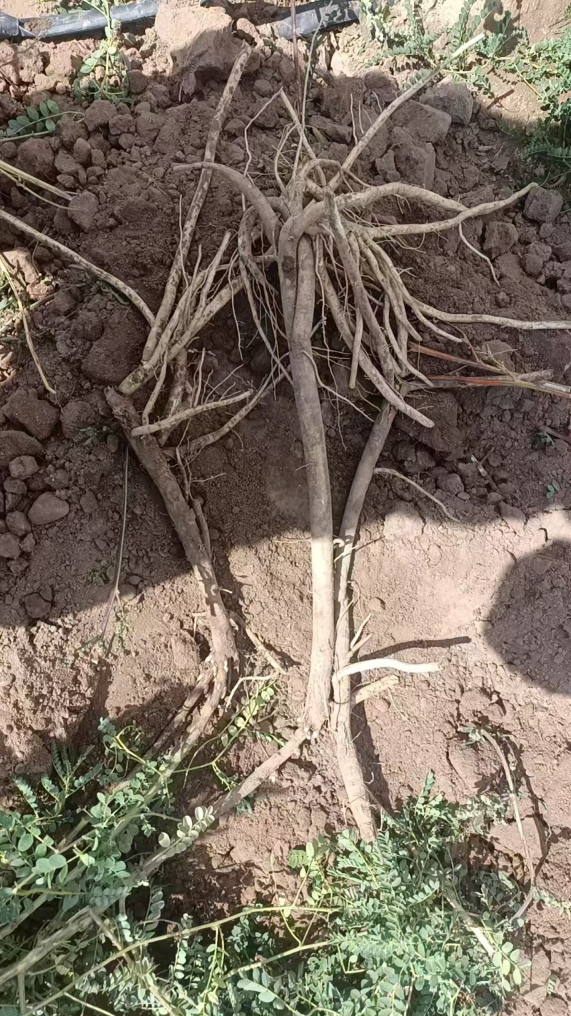 甘肃黄芪鲜货基地直发质量保证货源充足量大优惠欢迎订购