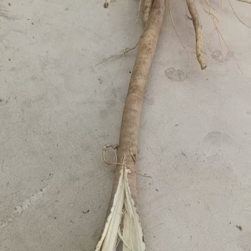 甘肃黄芪鲜货基地直发质量保证货源充足量大优惠欢迎订购