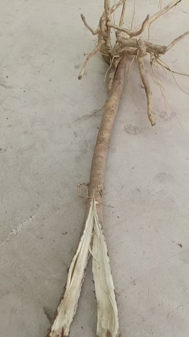 甘肃黄芪鲜货基地直发质量保证货源充足量大优惠欢迎订购