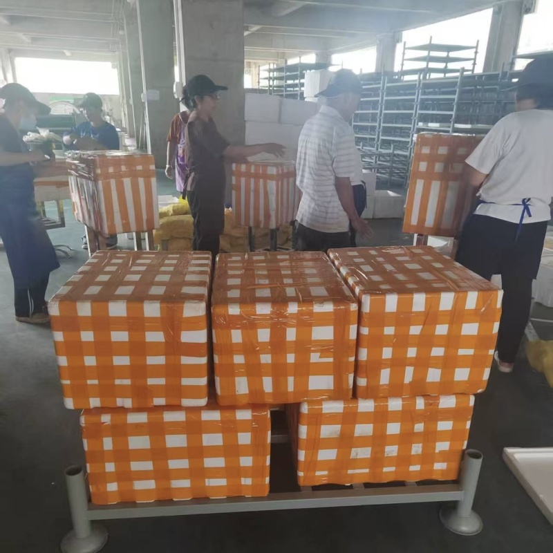 【实力供货】木薯精品鲜木薯基地直发量大从优欢迎咨询