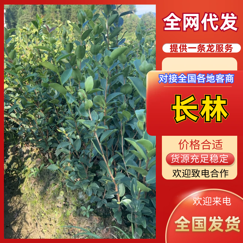 （包邮）基地直发高产嫁接油茶苗长林系列品种齐全质量保证