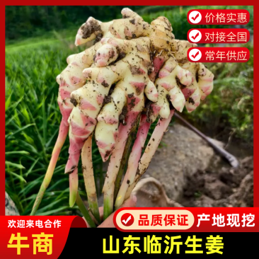 临沂本地今年新小黄姜现挖现发毛货净货都有无断头开裂