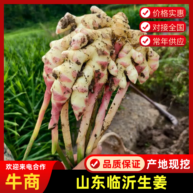 临沂本地今年新小黄姜现挖现发毛货净货都有无断头开裂