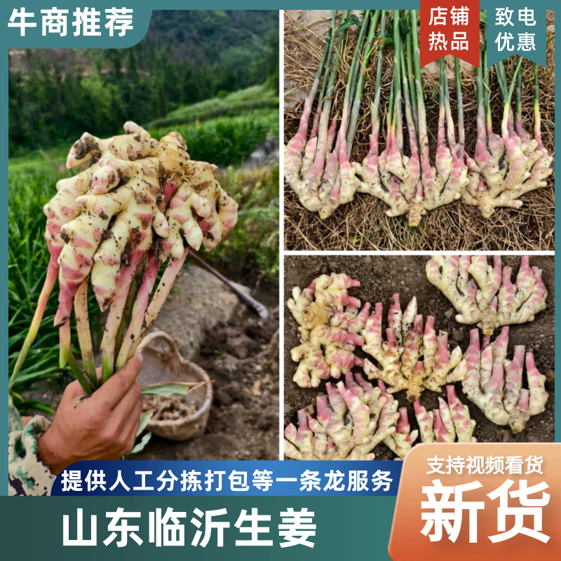 临沂本地今年新小黄姜现挖现发毛货净货都有无断头开裂