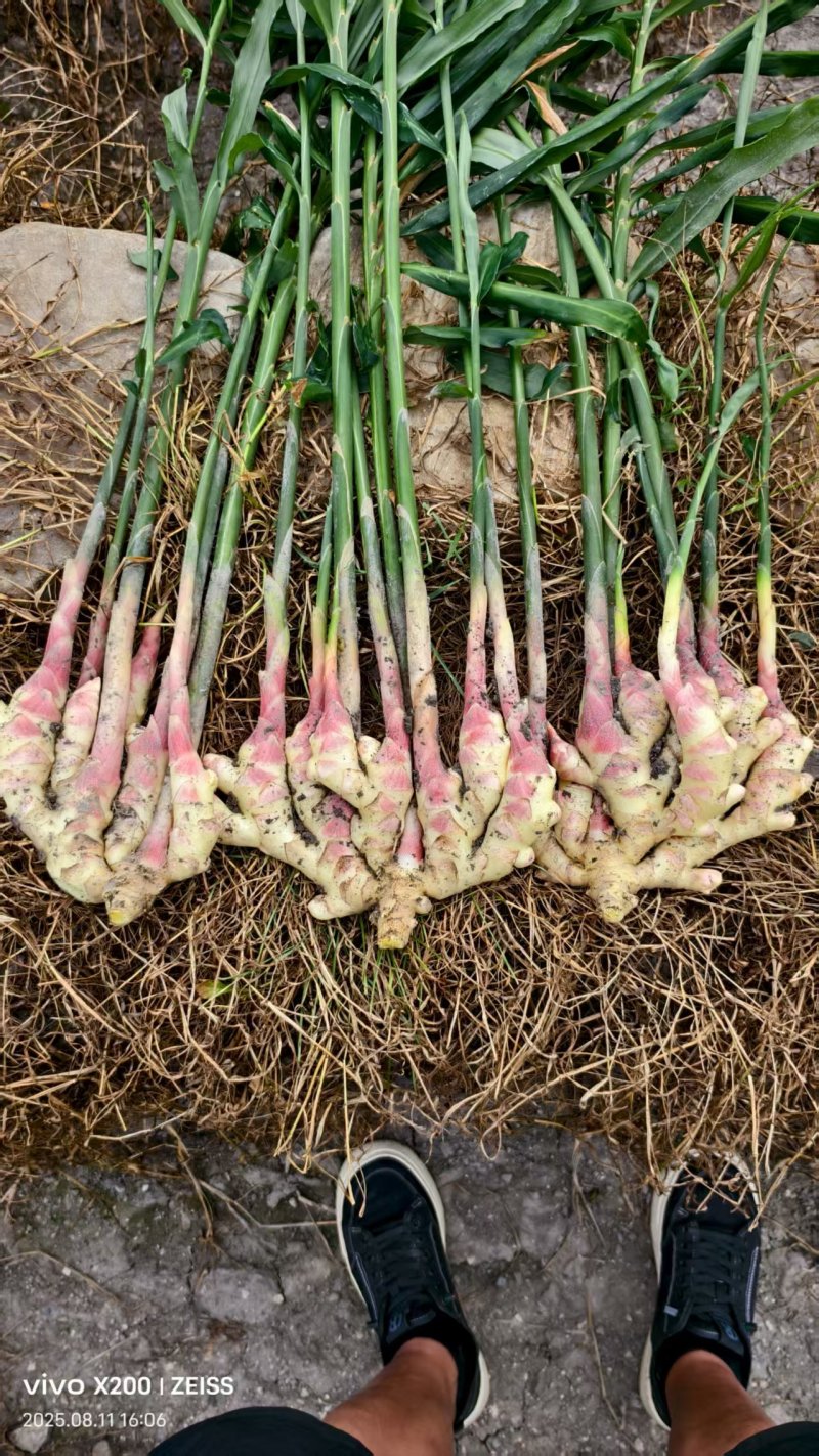 临沂本地今年新小黄姜现挖现发毛货净货都有无断头开裂
