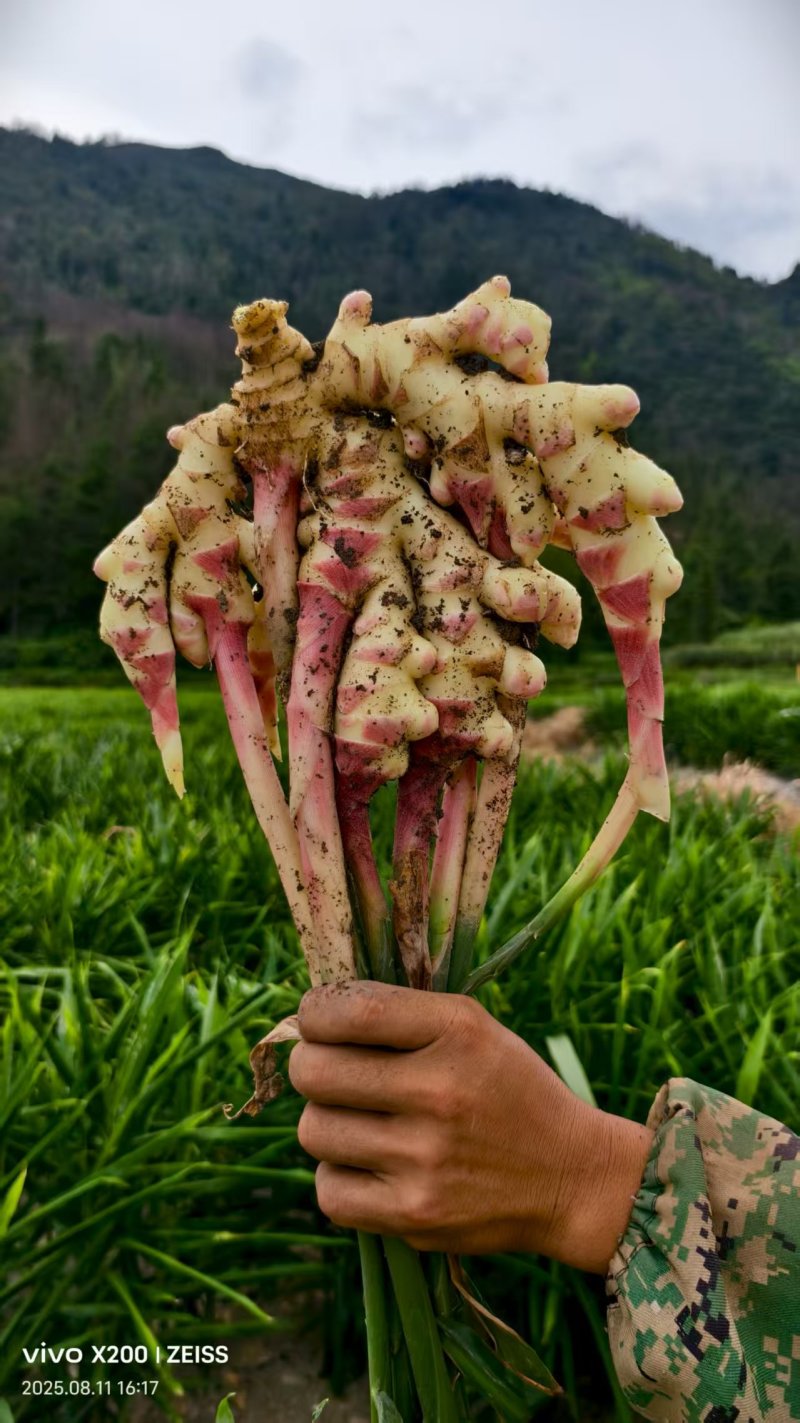 临沂本地今年新小黄姜现挖现发毛货净货都有无断头开裂