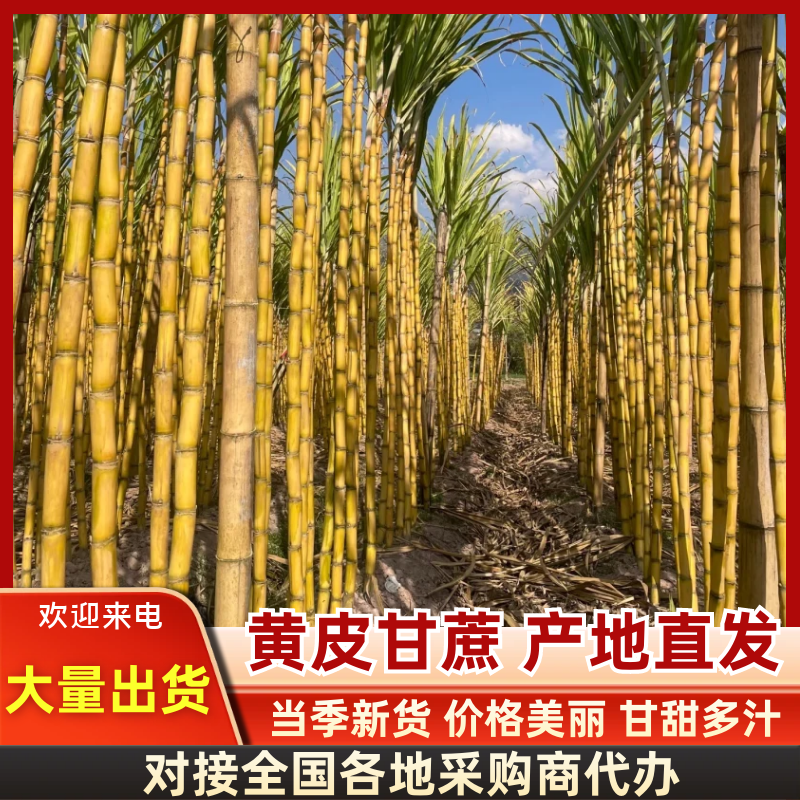 黄皮甘蔗广东黄皮甘蔗万亩基地持续供应欢迎来电咨询