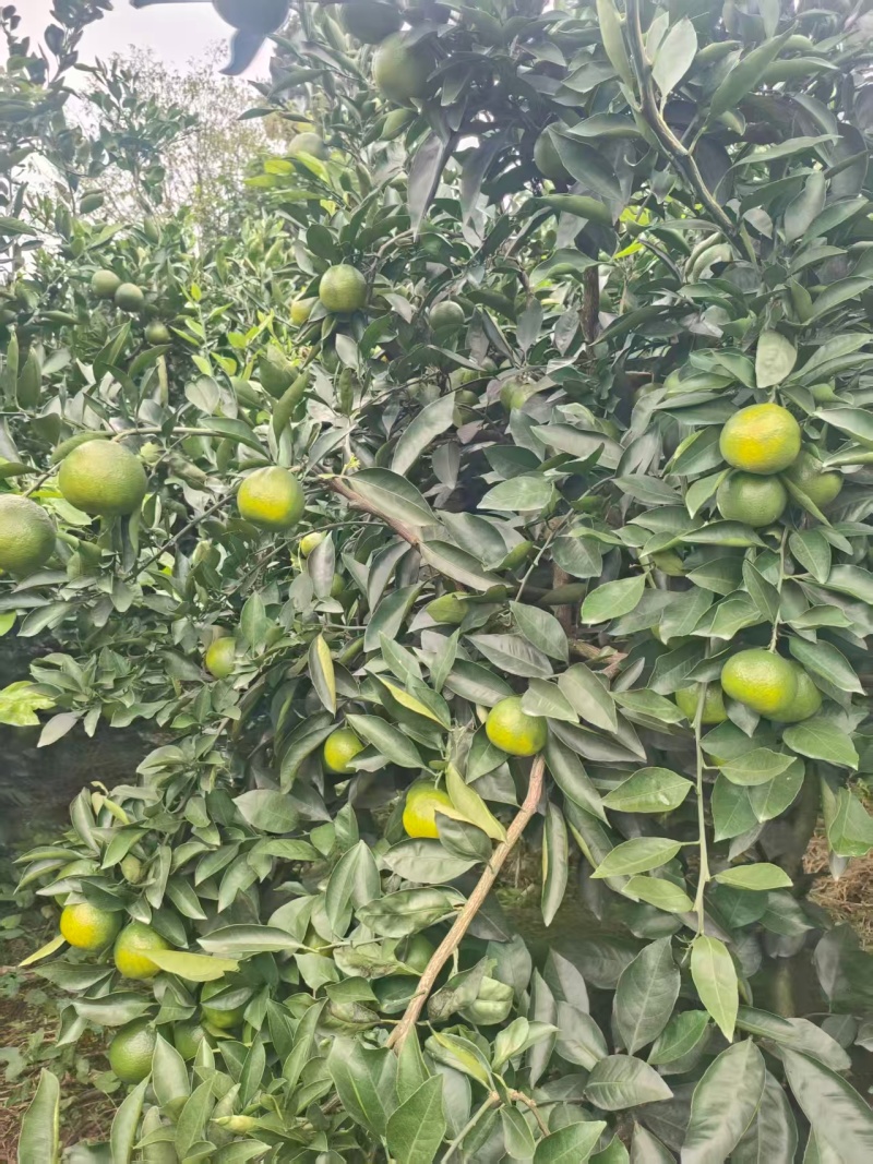 蜜橘，特早，产地直销量大从优可视频看货对接全国电商市场