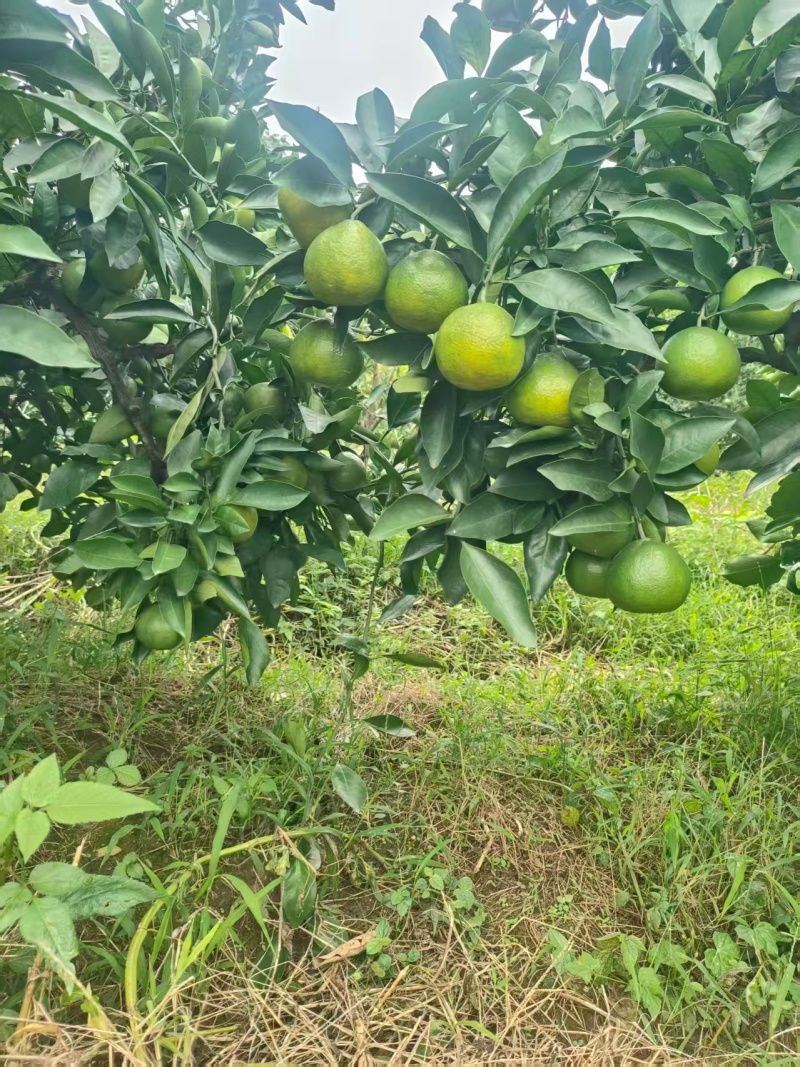 蜜橘，特早，产地直销量大从优可视频看货对接全国电商市场