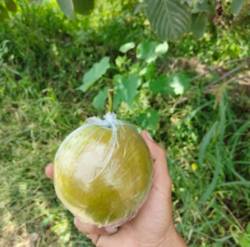精品玉露香梨，山西梨产地直发，对接电商，商超，批发市场