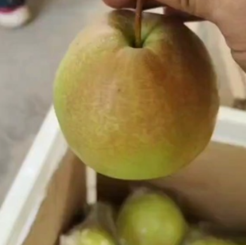 精品玉露香梨，山西梨产地直发，对接电商，商超，批发市场