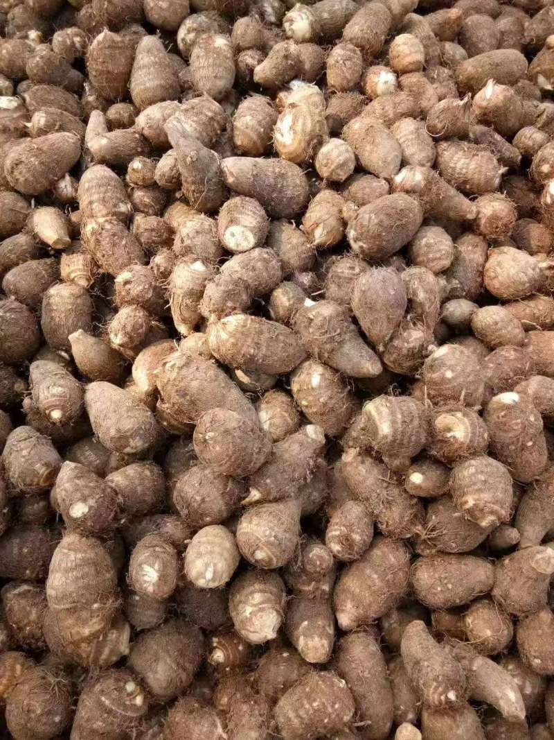 8520芋头毛芋头牛奶芋头大小规格齐全提供网袋透明袋