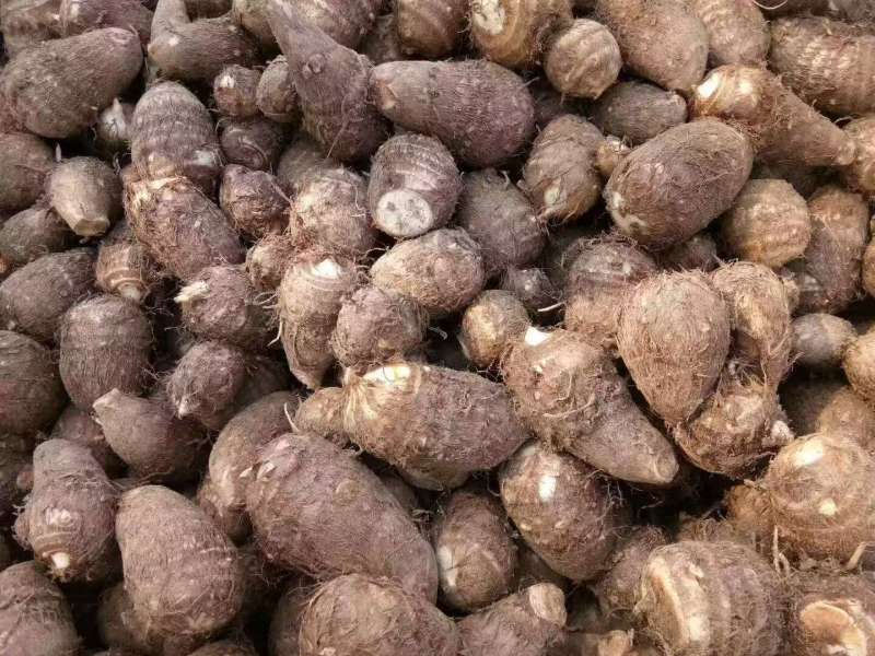 8520芋头毛芋头牛奶芋头大小规格齐全提供网袋透明袋