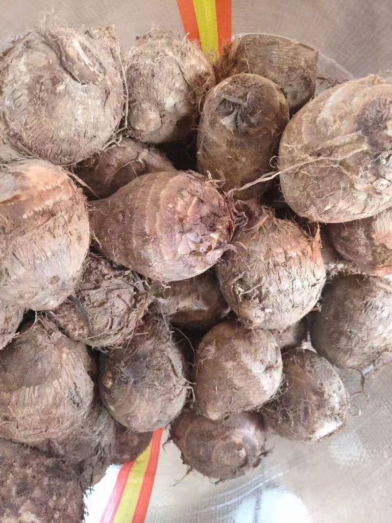 8520芋头毛芋头牛奶芋头大小规格齐全提供网袋透明袋