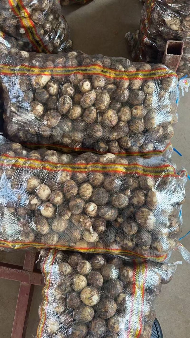 8520芋头毛芋头牛奶芋头大小规格齐全提供网袋透明袋