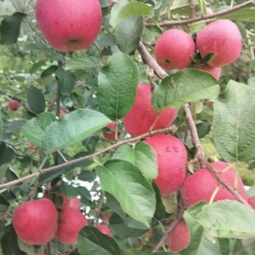 云南昭通市昭阳区丑苹果
