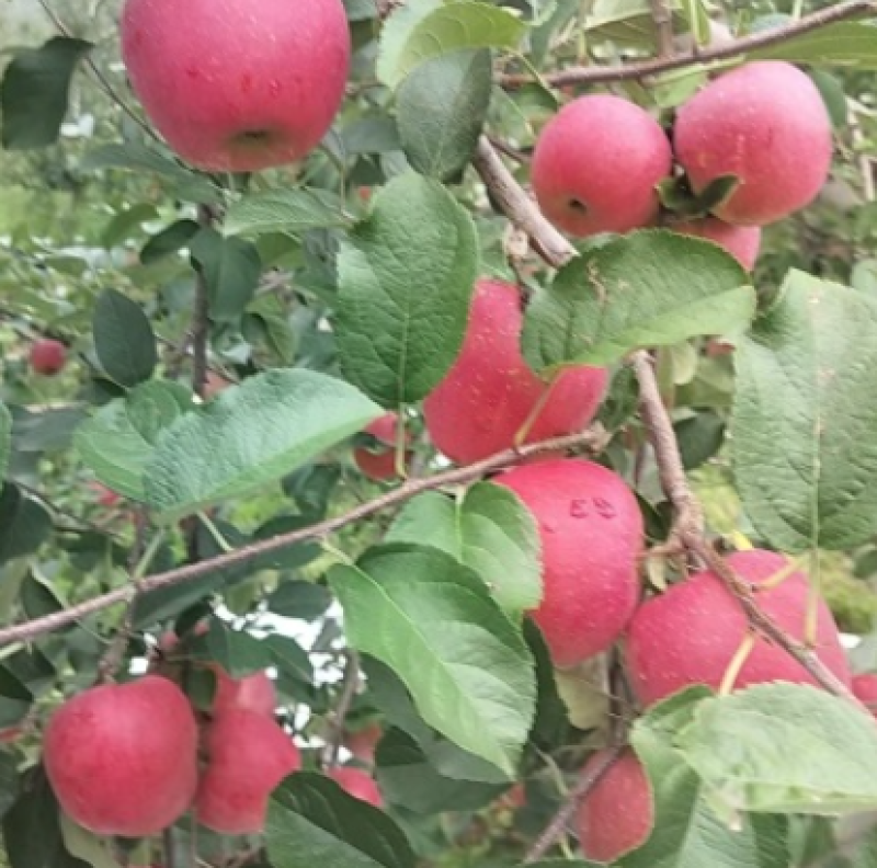 云南昭通市昭阳区丑苹果