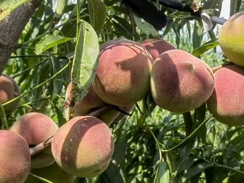 青州蜜金秋红蜜果映霜红桃形端正成口感脆甜水分足按需求分拣
