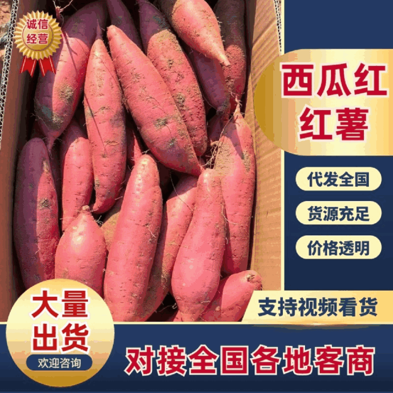 西瓜红红薯表皮干净无擦伤断头烤署电商加工各级别都有耐储存运输