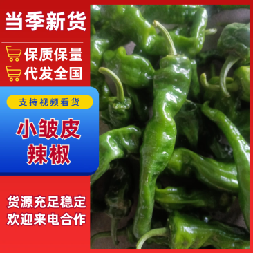 安徽小皱皮辣椒，鲜辣椒辣椒新鲜辣椒小皱皮辣椒