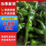 安徽小皱皮辣椒，鲜辣椒辣椒新鲜辣椒小皱皮辣椒