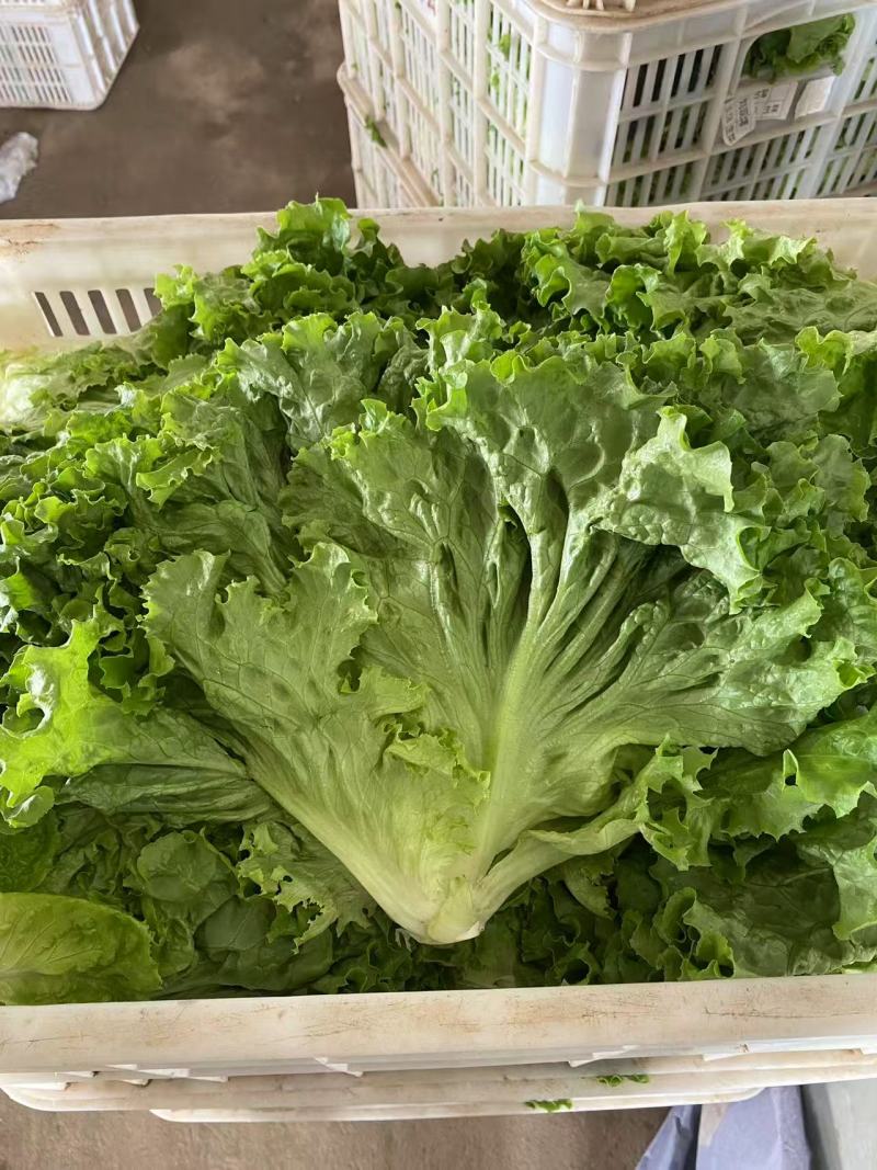 叶生菜无虫眼质量保证价格合理对接全国