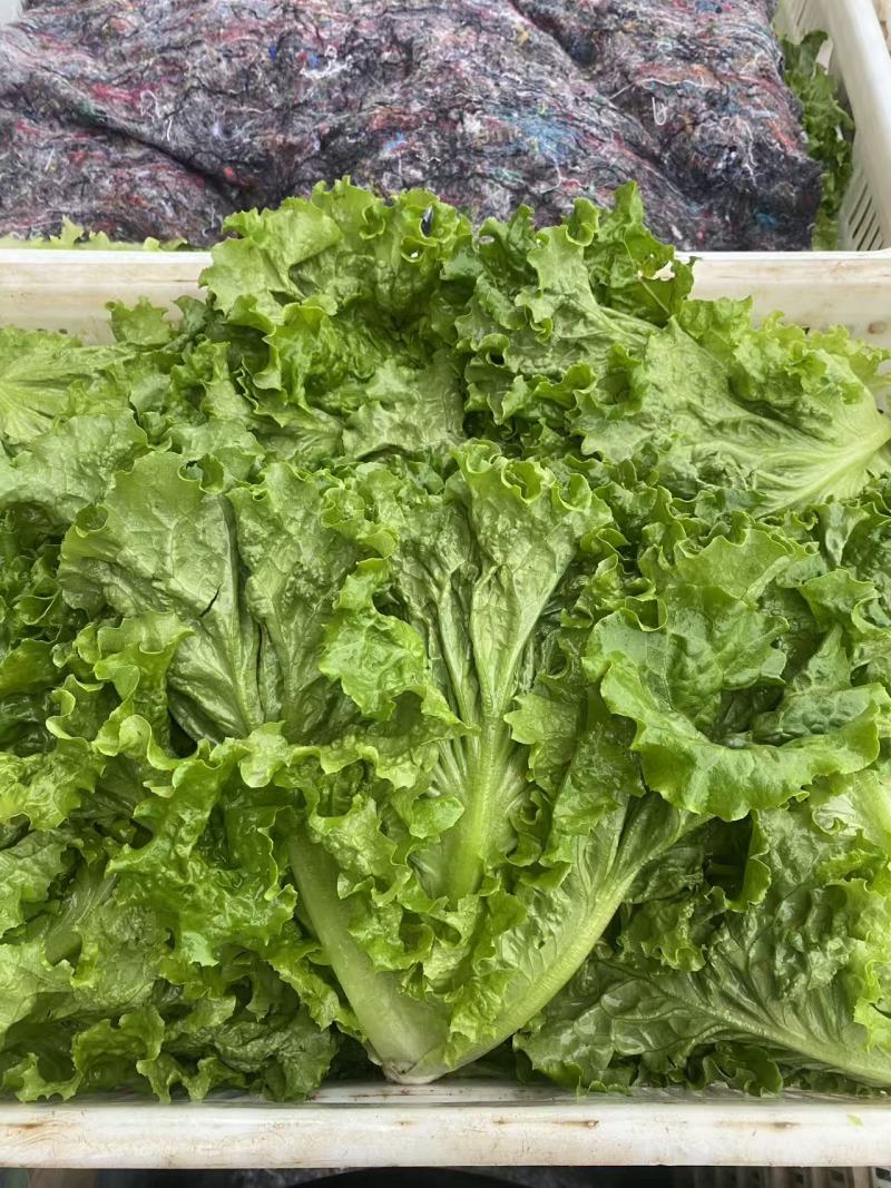 叶生菜无虫眼质量保证价格合理对接全国