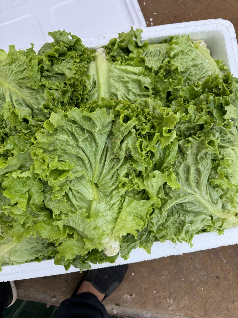 叶生菜无虫眼质量保证价格合理对接全国