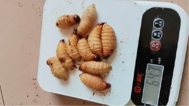 竹虫出售足斤足两对接全国运费自理欢迎买货