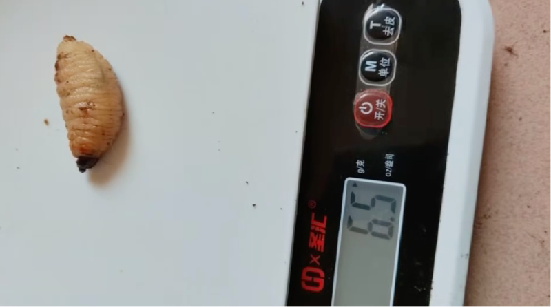 竹虫出售足斤足两对接全国运费自理欢迎买货
