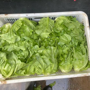 罗马生菜对接市场商超供货量大价格合理