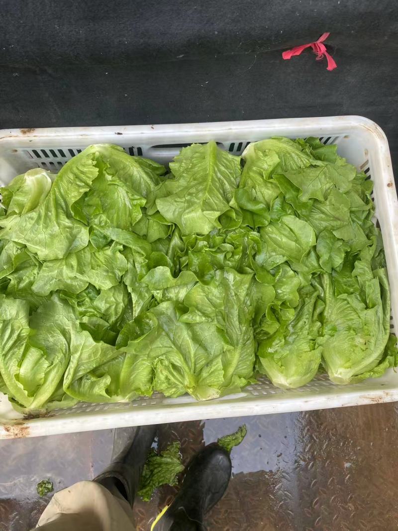 罗马生菜对接市场商超供货量大价格合理