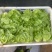 罗马生菜对接市场商超供货量大价格合理