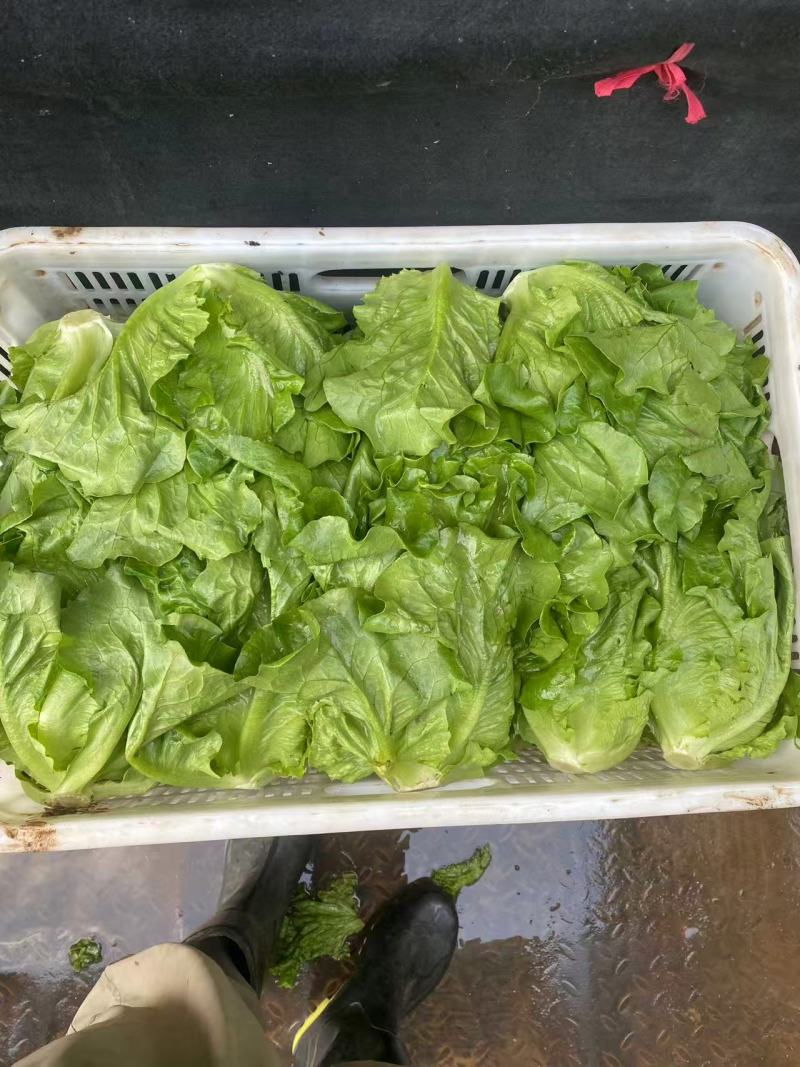 罗马生菜对接市场商超供货量大价格合理