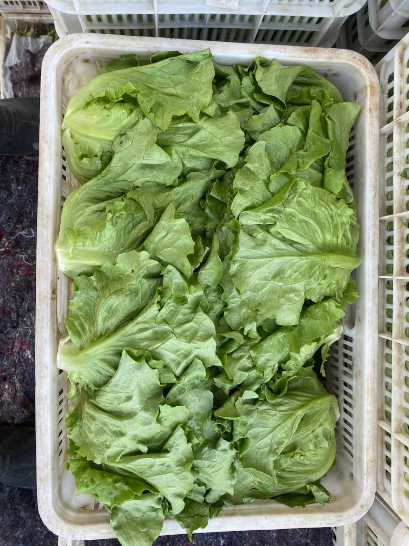 罗马生菜对接市场商超供货量大价格合理