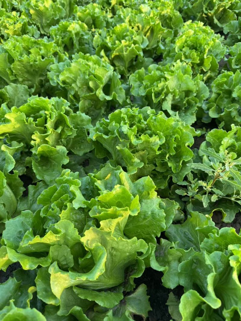 罗马生菜对接市场商超供货量大价格合理