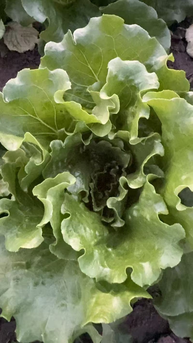 罗马生菜对接市场商超供货量大价格合理