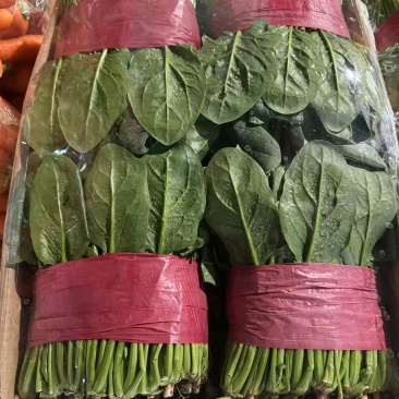 菠菜大叶菠菜小叶菠菜市场供货协助装车服务到位