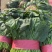 菠菜大叶菠菜小叶菠菜市场供货协助装车服务到位