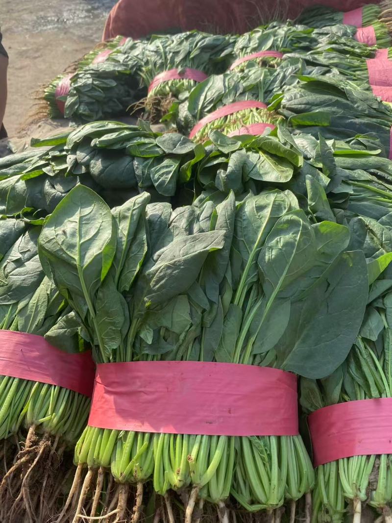 菠菜大叶菠菜小叶菠菜市场供货协助装车服务到位